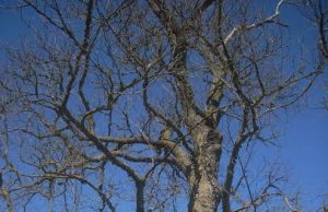 Senajame kleve iškelti inkilai.