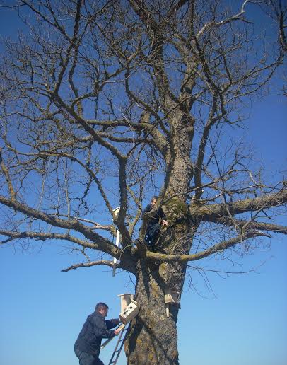 Senajame kleve iškelti inkilai. Senajame kleve iškelti inkilai.