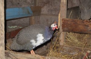 Algis Sarulis neslepia: sudėtingiausias procesas triušininkystėje - jų skerdimas. A. Mackuvienės nuotr.