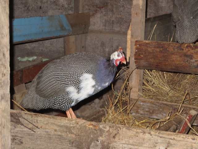 Algis Sarulis neslepia: sudėtingiausias procesas triušininkystėje - jų skerdimas. A. Mackuvienės nuotr. Algis Sarulis neslepia: sudėtingiausias procesas triušininkystėje - jų skerdimas. A. Mackuvienės nuotr.