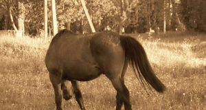 Parodos nuotrauka. Asmeninio archyvo nuotr.