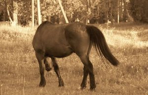 Parodos nuotrauka. Asmeninio archyvo nuotr.