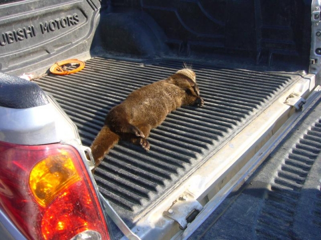 Ūdrai nepasisekė... RAAD nuotr. Ūdrai nepasisekė... RAAD nuotr.