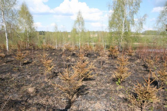 Šių metų pavasario gaisras Bagdoniškio miške.