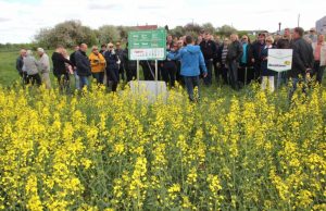 Ūkininkai šalia rapsų lauko klausėsi agronomo patarimų, kaip užauginti didžiausią rapsų derlių. D. Zibolienės nuotr.