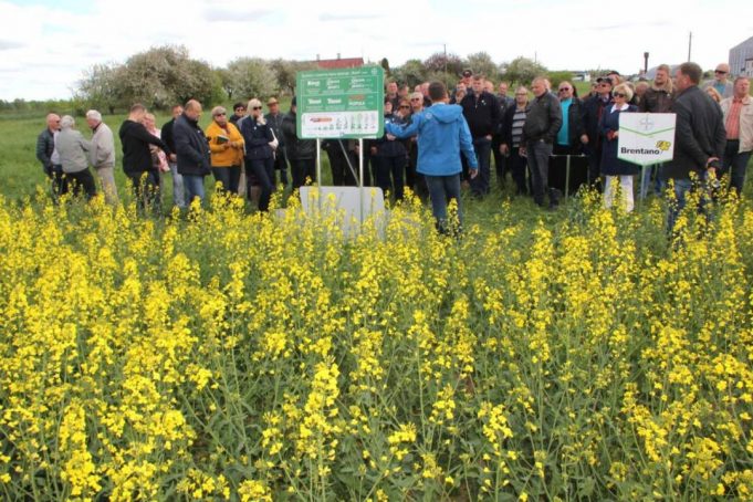 Ūkininkai šalia rapsų lauko klausėsi agronomo patarimų, kaip užauginti didžiausią rapsų derlių. D. Zibolienės nuotr.