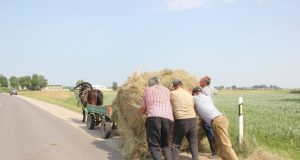 Šieno vežimas Pandėlio krašte.