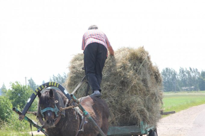 Šienapjūtė Pandėlyje. 