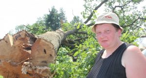 Nupjautas ąžuolas.