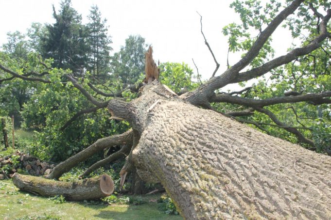 Nukirstas ąžuolas. 