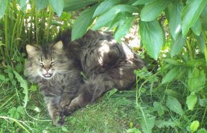 Rokiškio miesto pievose peliaujančio Žako kailyje šeimininkai šiemet rado jau devynias erkes. L. Dūdaitės nuotr.