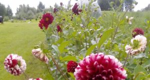 Vasaros žiedai džiugina nuostabiu grožiu. Ninos Janušienės nuotr.