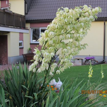 Juka nuostabiais žiedais džiugina antrus metus. Vido Grėbliausko nuotr.