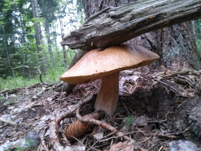 Baravykai miškuose dygsta ir po vieną, ir šeimynomis. A.Minkevičienės nuotr..