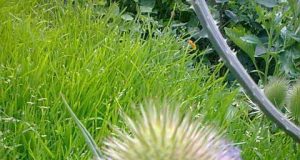 Gėlė. Rimos Grižinauskienės nuotr.