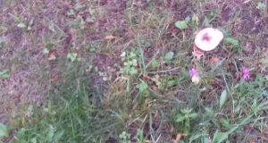 Skverelyje tarp Vilties ir P. Širvio gatvių galima prisirinkti ūmėdžių. L. Dūdaitės nuotr.