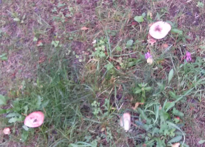 Skverelyje tarp Vilties ir P. Širvio gatvių galima prisirinkti ūmėdžių. L. Dūdaitės nuotr.