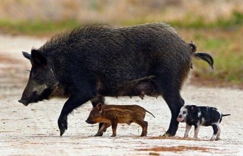 Lietuvoje rasti 53 užsikrėtę šernai. Lietuvoje rasti 53 užsikrėtę šernai.