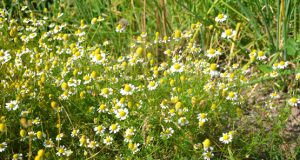 Redakcijos archyvo nuotr.