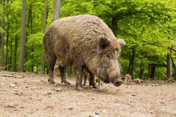 Afrikinis kiaulių maras 