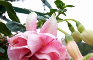 Dienos sentencija Jolitos Nakienės nuotr.