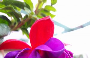 Dienos sentencija Jolitos Nakienės nuotr.