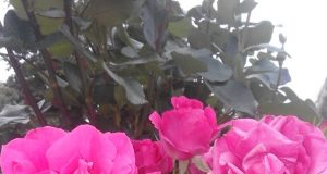 Viktorijos Kavoliūnaitės nuotr.