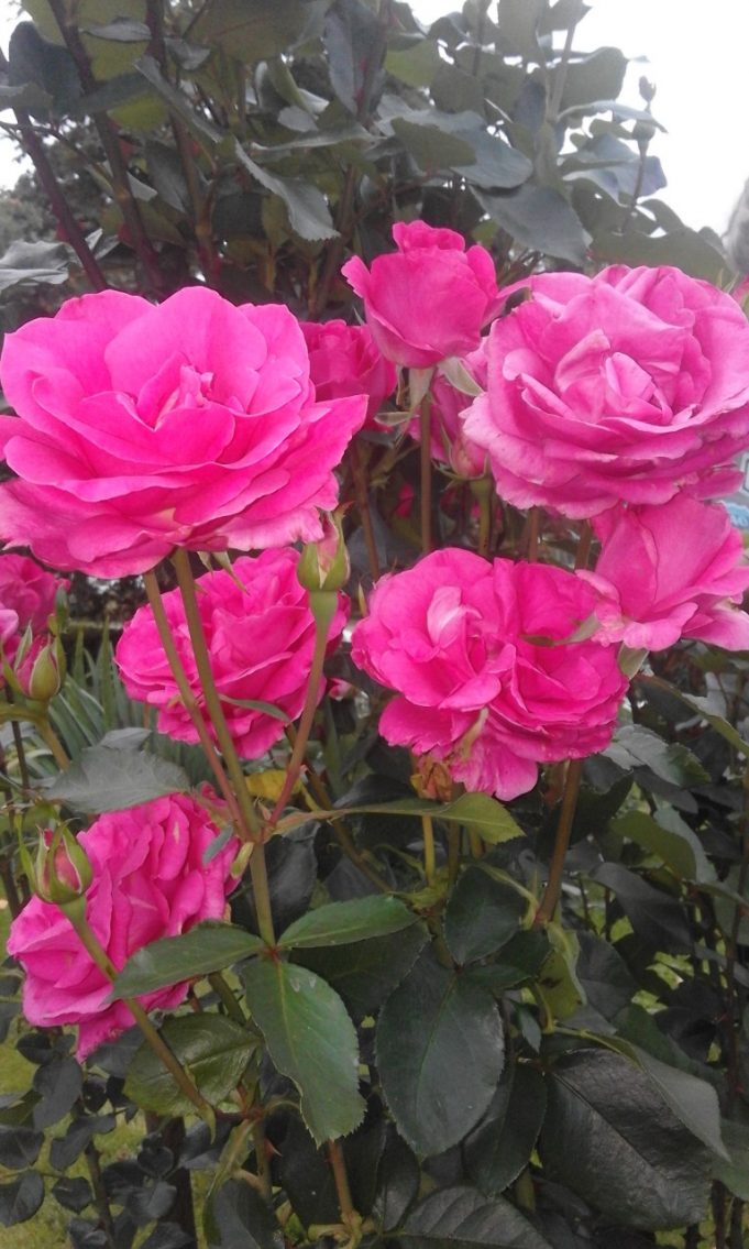 Viktorijos Kavoliūnaitės nuotr.