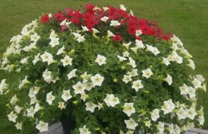 Mano kiemo puošmena. Daivos Kuzminskienės nuotr.