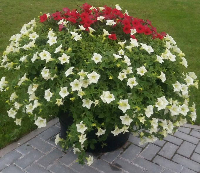 Mano kiemo puošmena. Daivos Kuzminskienės nuotr. Mano kiemo puošmena. Daivos Kuzminskienės nuotr.