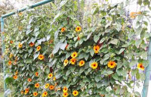 Jolitos Nakienės nuotr.