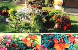 Gražiausi žiedai. Aušros Čereškienės nuotr.