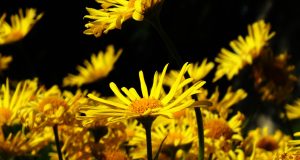 Geltoni žiedai. Monikos Mackutės nuotr.