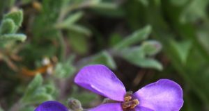 Alinos Mackuvienės nuotr.