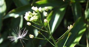 Alinos Mackuvienės nuotr.