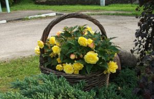 Dienos sentencija Augenijos Ruželienės nuotr.