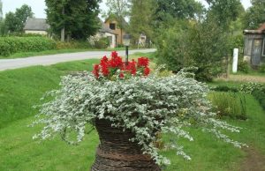 Dienos sentencija Augenijos Ruželienės nuotr.