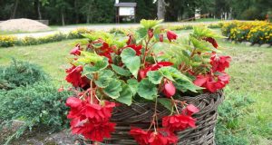 Augenijos Ruželienės nuotr.