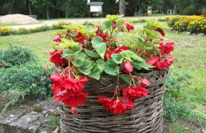 Dienos sentencija Augenijos Ruželienės nuotr.