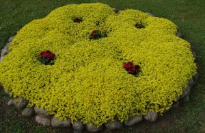 Geltonas kilimas. Laimos Širvienės nuotr.