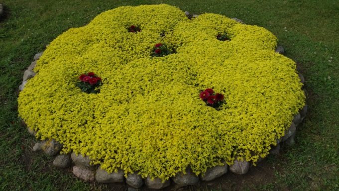 Geltonas kilimas. Laimos Širvienės nuotr.