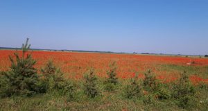 G. Norvaišienės nuotr.