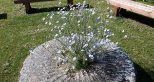 G. Norvaišienės nuotr.