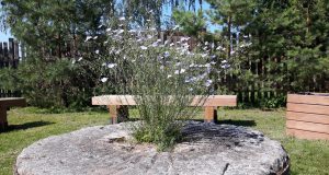 G. Norvaišienės nuotr.