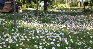 Žydinti pievelė. Astos Vagonienės nuotr.