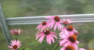 Ežiuolė. Astos Vagonienės nuotr.