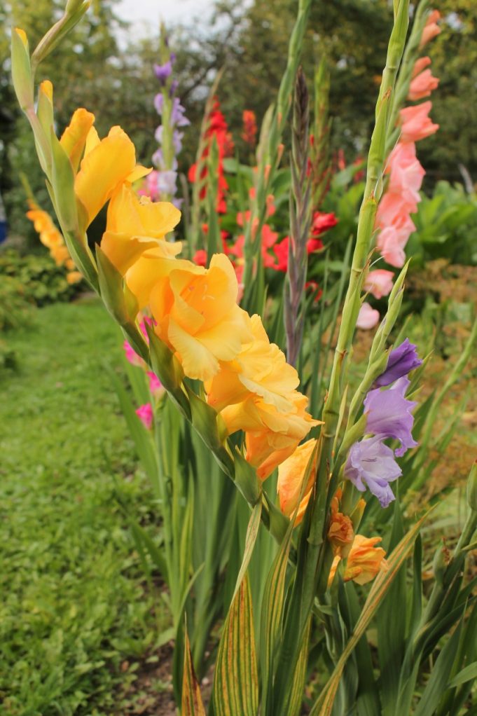 Rudenėja. Airinos Fitingovos nuotr.