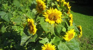 Mažos saulutės. Stanislovo Vaikučio nuotr.