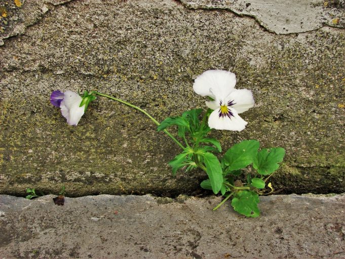 Našlaitė. Kęstučio Zanevičiaus nuotr.