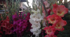 Rudens šaukliai. Onos Ališauskienės nuotr.